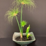 Michael-Beedenbender2-Ikenobo