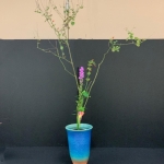 Muriel-Scrivener2-Ikenobo