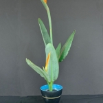 Muriel-Scrivner4-Ikenobo