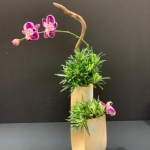 Ric-Carrasco3-Banmi-Shofu