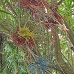ColoredTillandsia