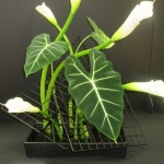 IMG_1808 (411x640) - Copy