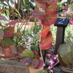 IMG_1663 - Copy (640x360)