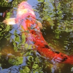 IMG_1687 - Copy (640x480)