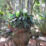 IMG_1695 - Copy (640x480)