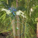 IMG_1725 - Copy (640x360)