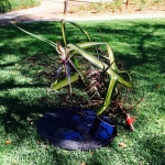 IMG_7699_jpeg (584x640)