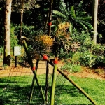 IMG_7716_jpeg (480x640)