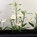 IMG_7730_jpeg (640x347)